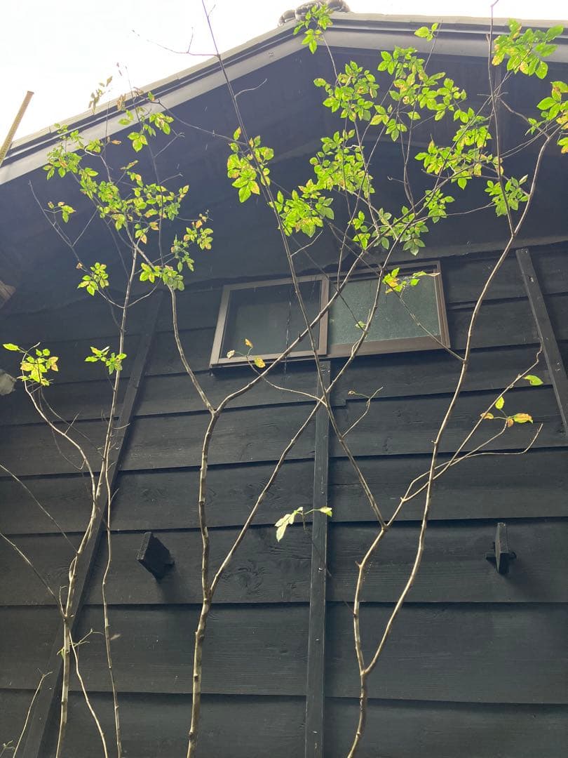 71 山採り　アオダモ