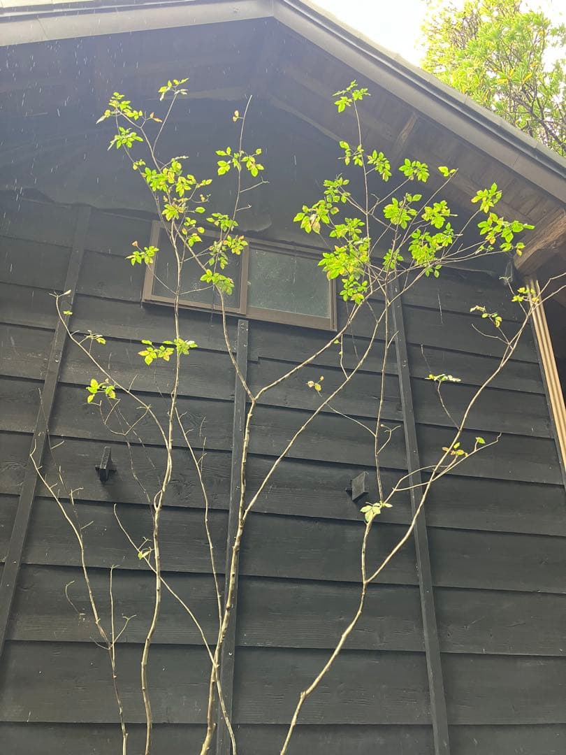 71 山採り　アオダモ