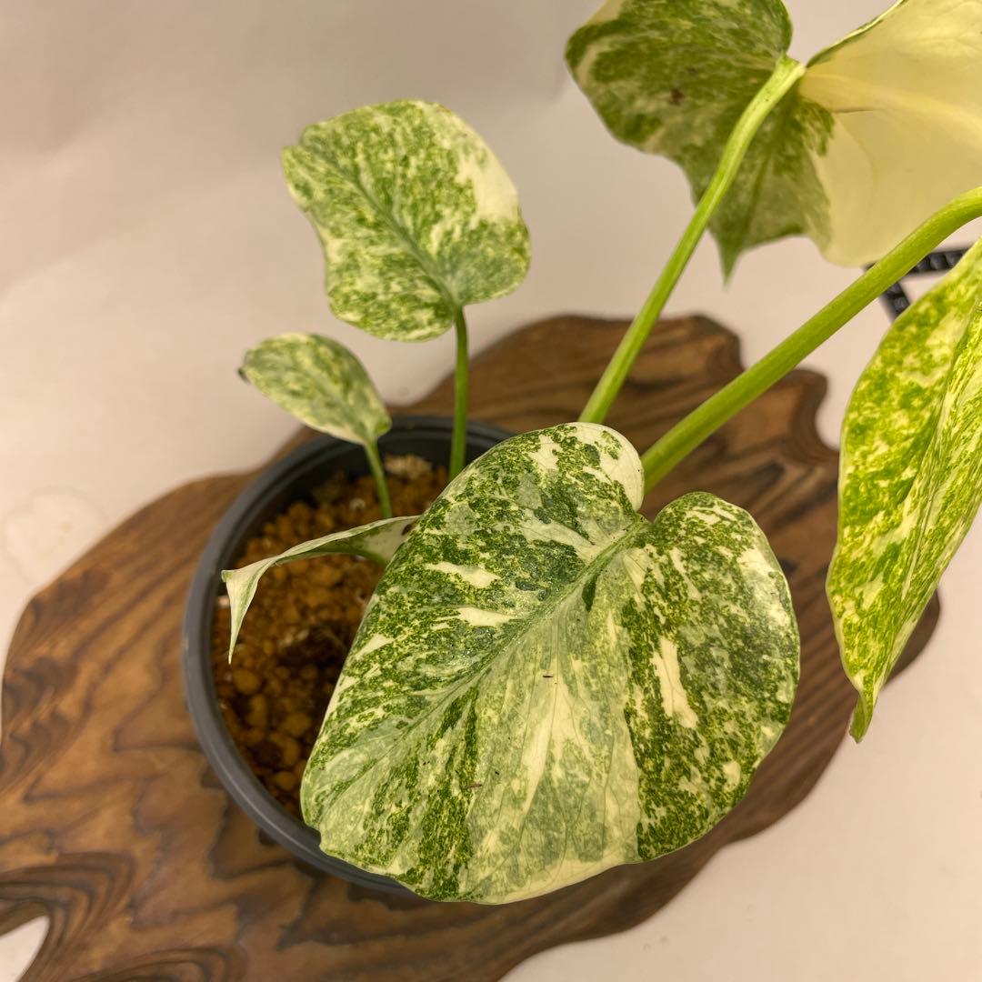 ぅ*ち様 a02モンステラ　デリシオーサ　レガシー　斑入り