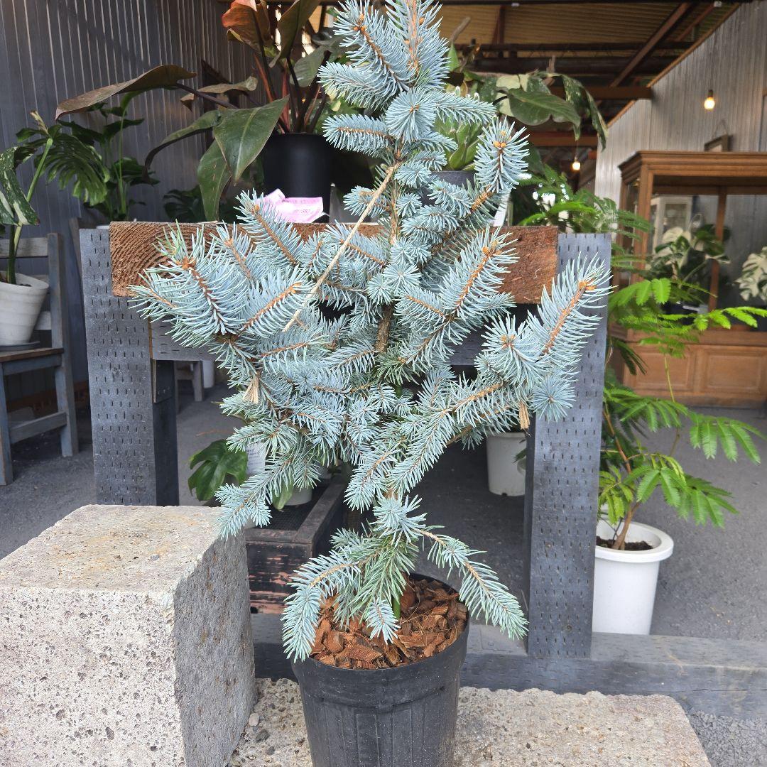 ⑪　ブンゲンス　トウヒ　ホプシー７号　最高等級極上品‼️