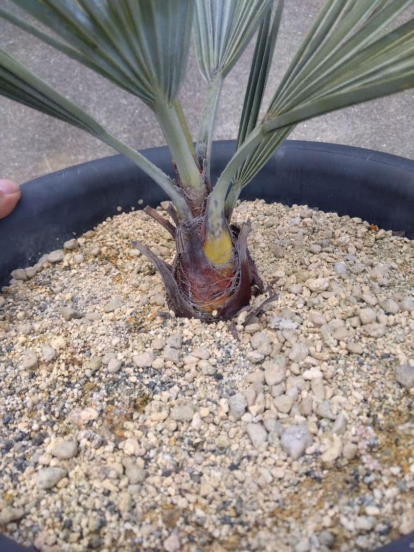 ブラヘアアルマータ　9号鉢つき　幹太❗　た