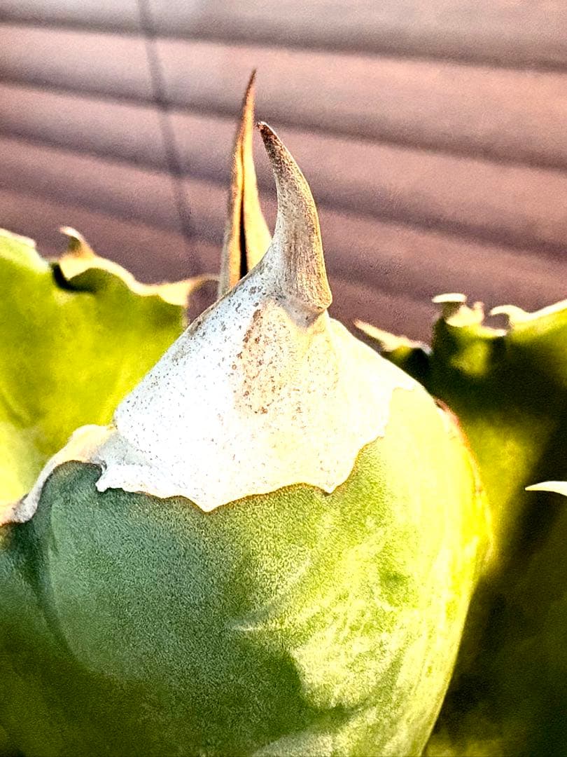 【特別価格】アガベ　チタノタ　ホワイトファイヤー　白火焔　レア　大株　No.53