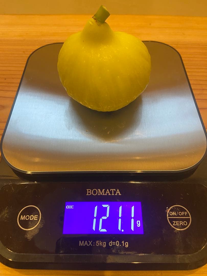 Constantine de Algerie  120センチ 21節 イチジク