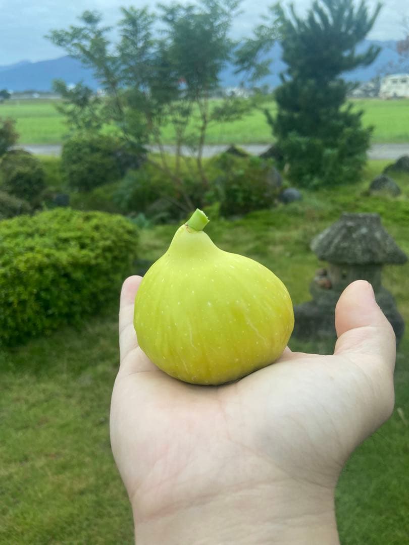 Constantine de Algerie  120センチ 21節 イチジク