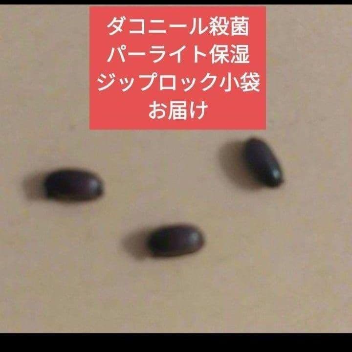 J&J様　6点編集中です クリスマスローズ　斑入り　種　黄色　ゴールド　イエロー