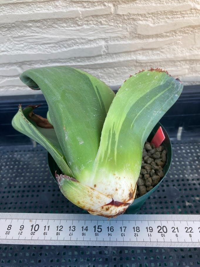 アガベ　オバティフォリア　キラー　【1/18撮影】☆未発根☆