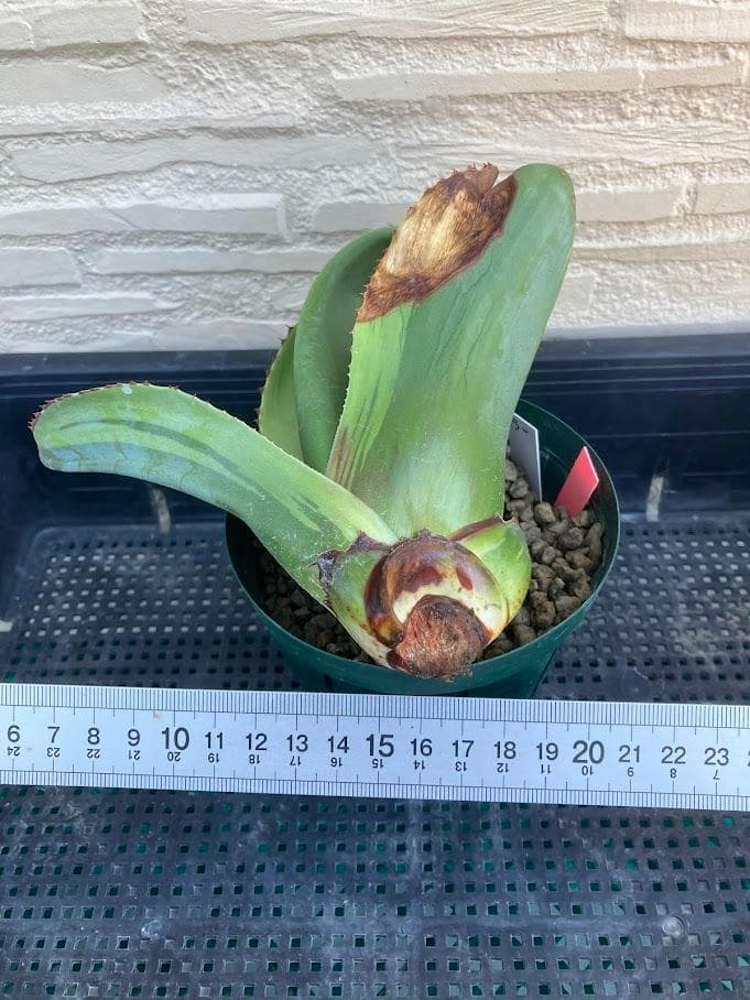 アガベ　オバティフォリア　キラー　【1/18撮影】☆未発根☆