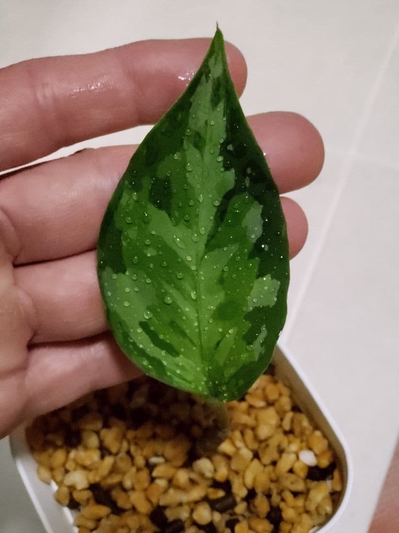 その他観葉植物 Aglaonema pictum