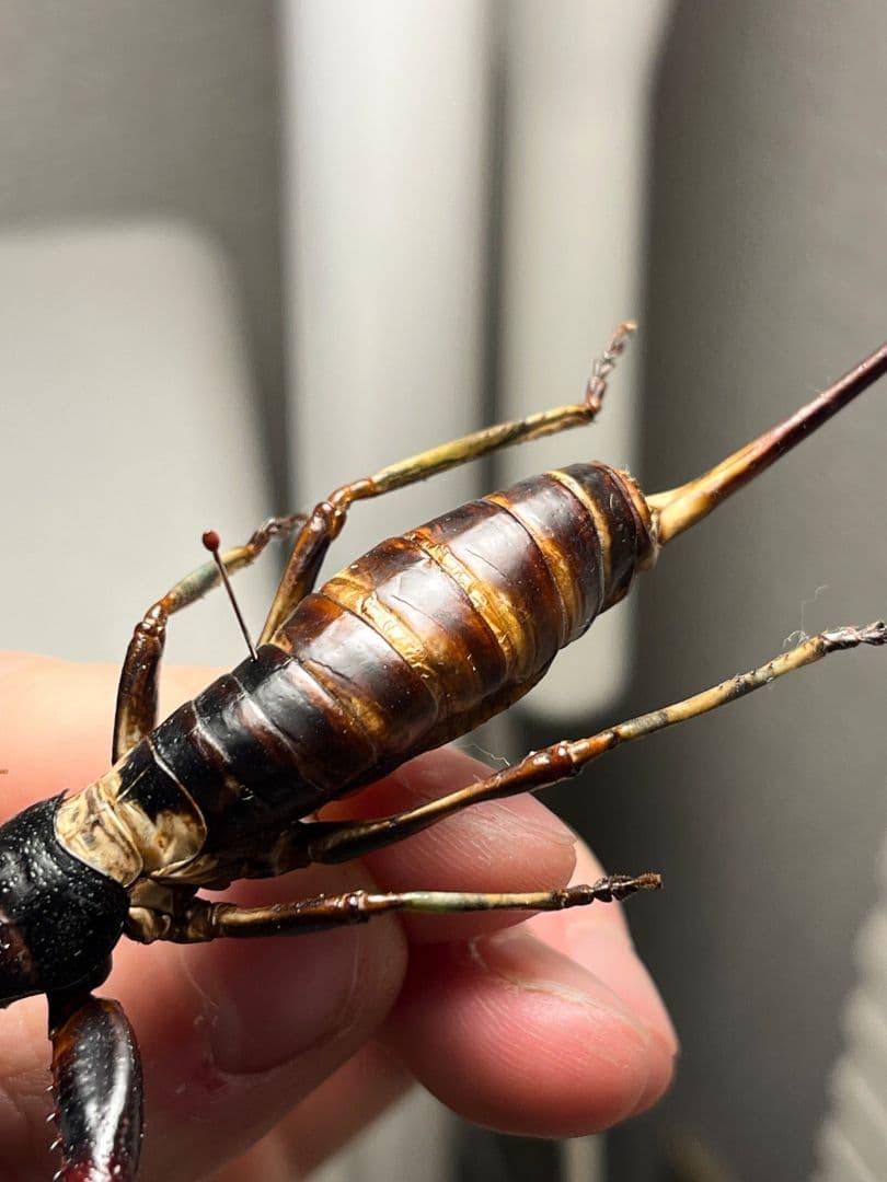 【97mm♀】マッチョキリギリス コロギス リオック 　標本