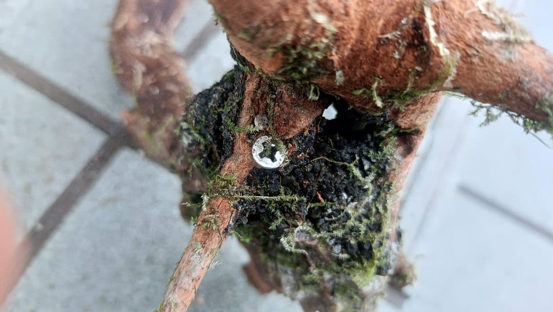 ミクロソリウム　本ナロー　流木2本