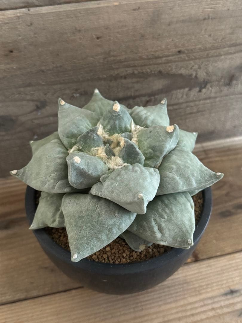 【幅広疣】怒涛ロイヤルシワ疣花牡丹 アリオカルプス 花牡丹 亀甲牡丹