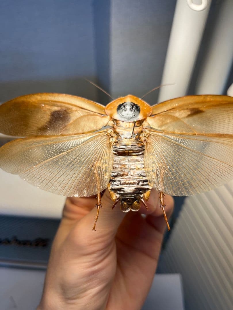 【蜚開翅】ブラベルスギガンテウス ゴキブリの標本 レッドローチデュビア