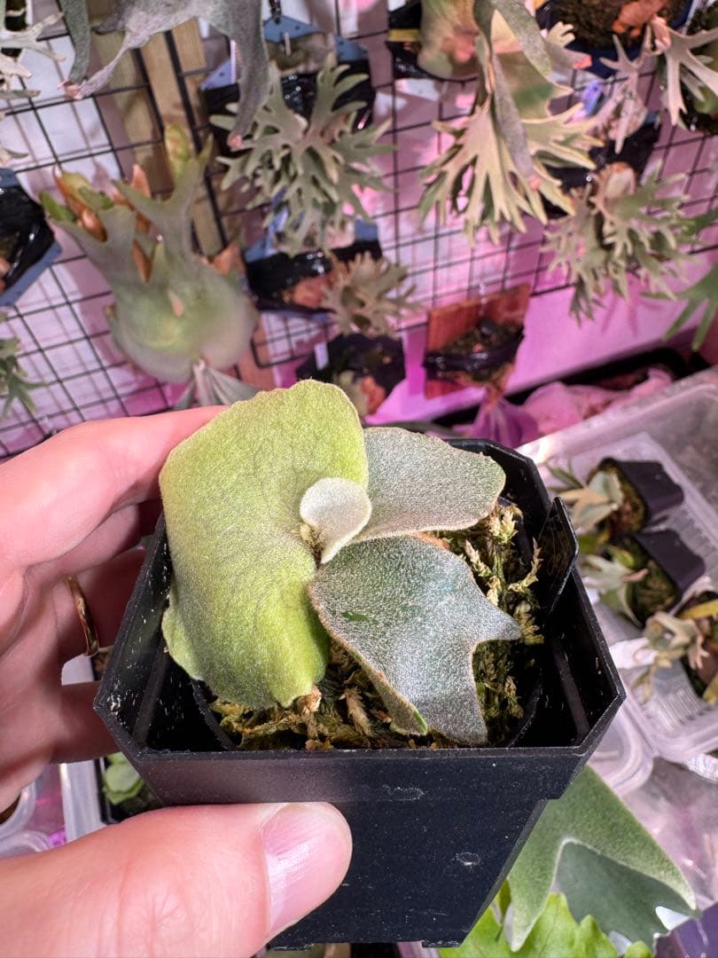 A*k様 エルブス　ウィリンキー　ビカクシダ　子株