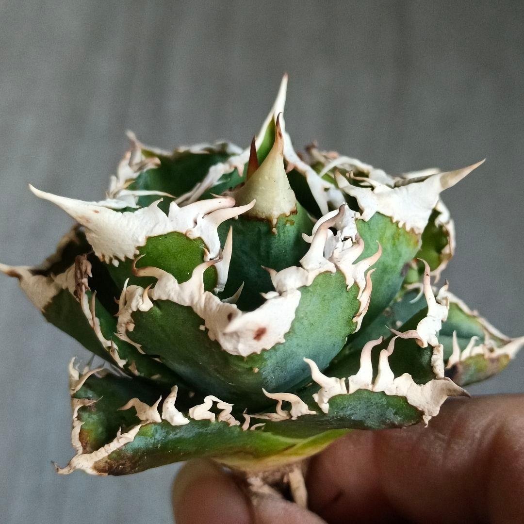 A280 特選 アガベチタノタ 大白鯊 強狂棘 極上白鋸歯 極上優良株