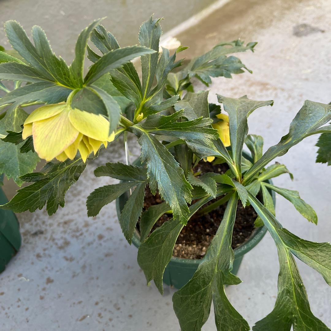 クリスマスローズ　八重　ダブル　５号　４鉢セット　現物　2月１日撮影　Ｄ