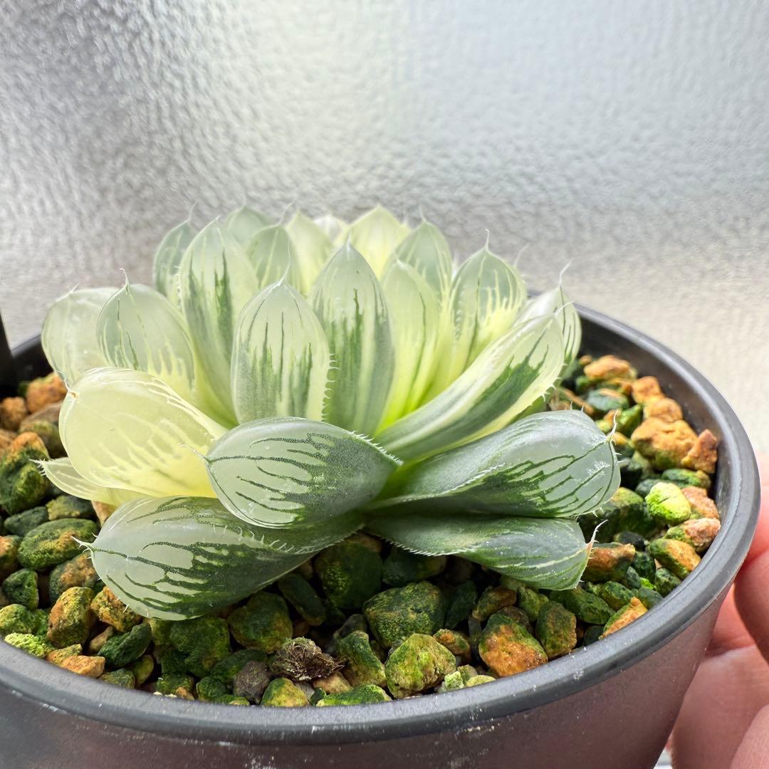 多肉植物 ハオルチア 自宅実生オブツーサ錦 9番 糊斑 1点物 9.5cm鉢