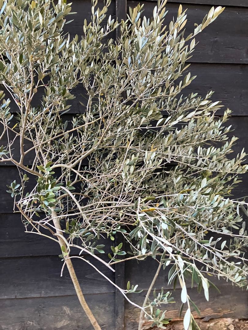 オリーブの木　マンザニロ