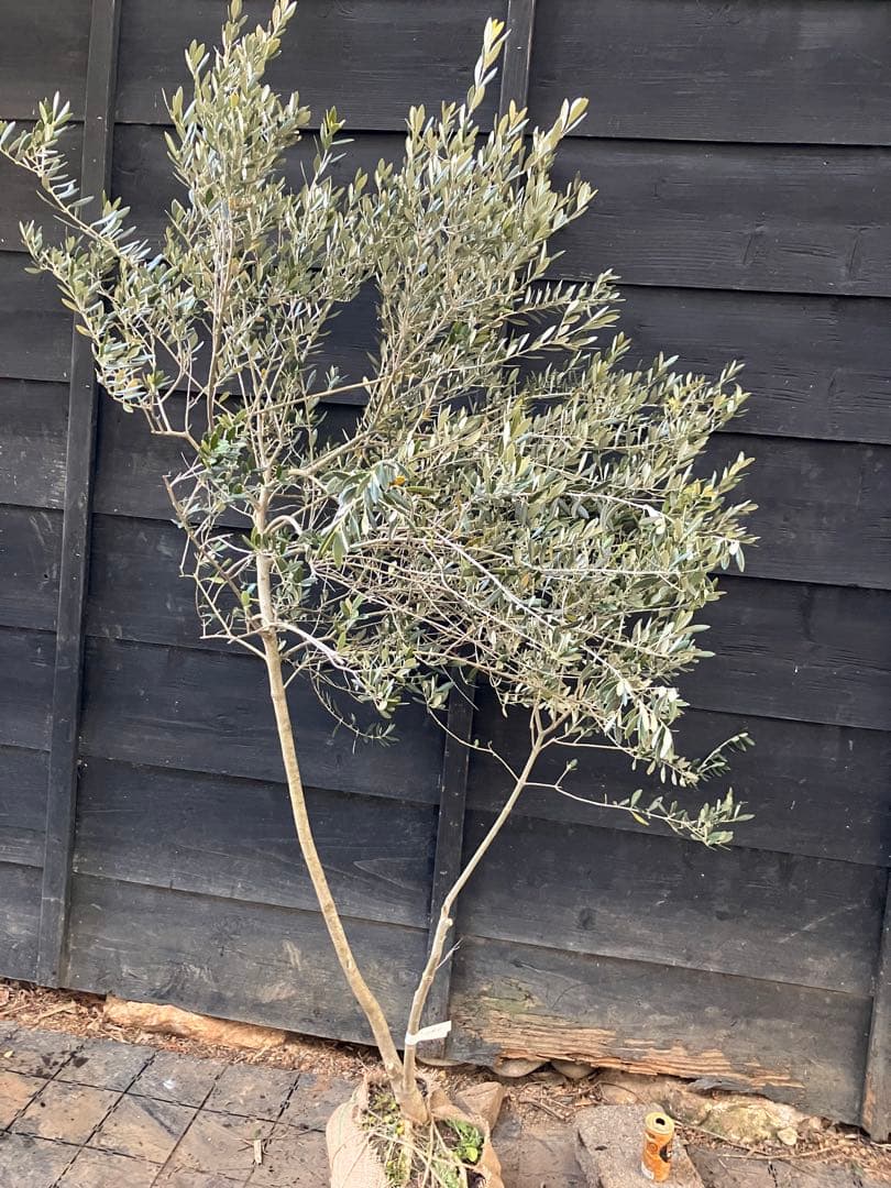 オリーブの木　マンザニロ