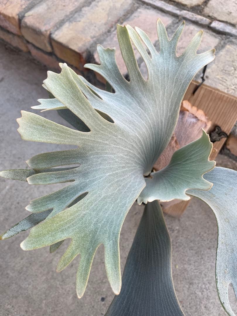 ビカクシダ　P.ghost（ゴースト）子株