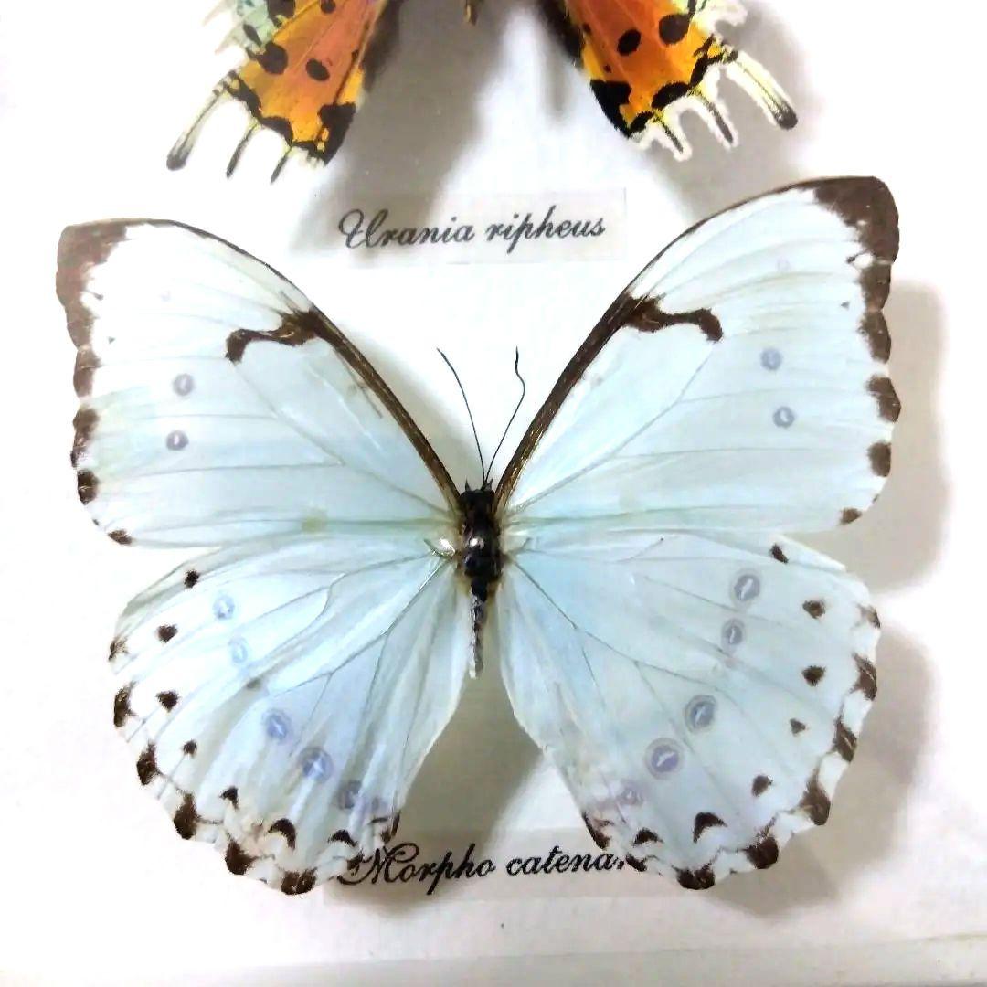 オオルリアゲハ他熱帯性蝶類合計9種類