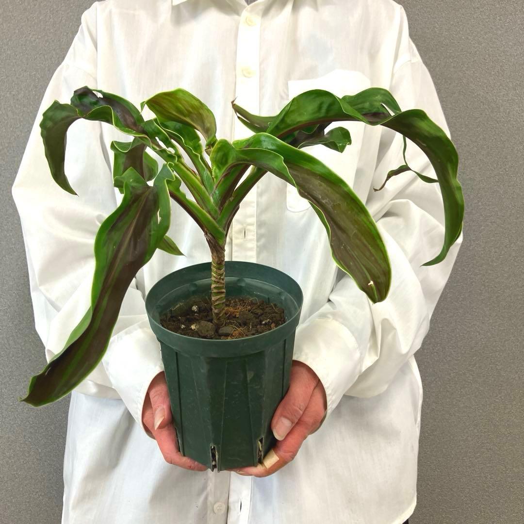 超希少❗️コルジリネ　ギニーサイクロン✨