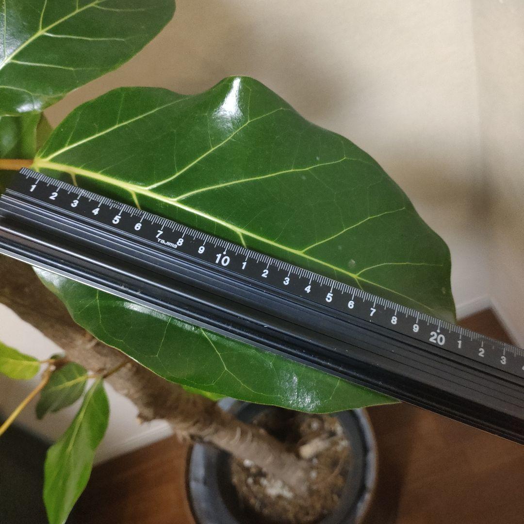 アフリカンプリンス 約1.7mストレート10号サイズ