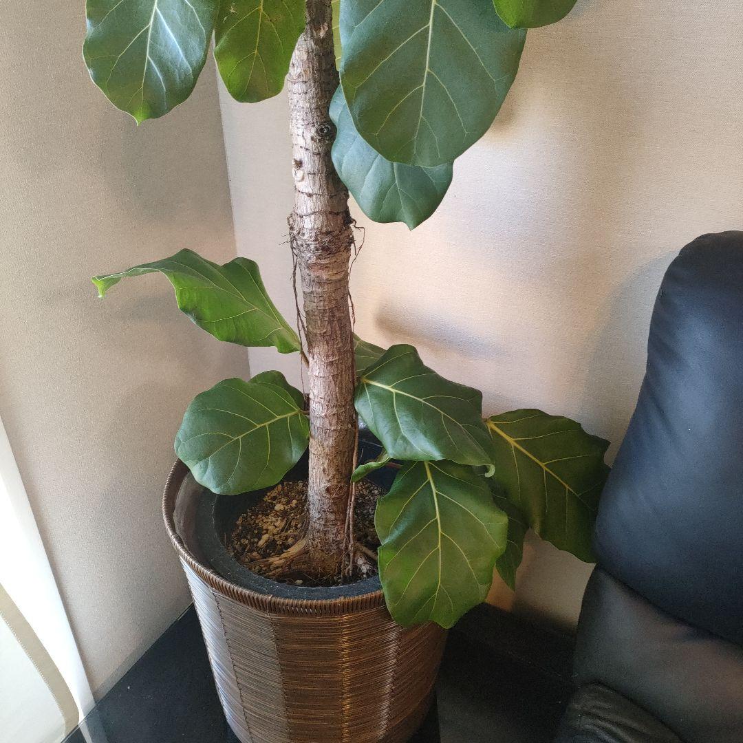 アフリカンプリンス 約1.7mストレート10号サイズ