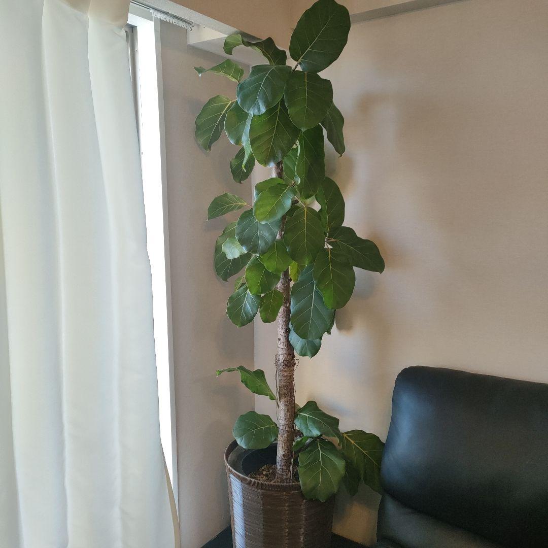 アフリカンプリンス 約1.7mストレート10号サイズ