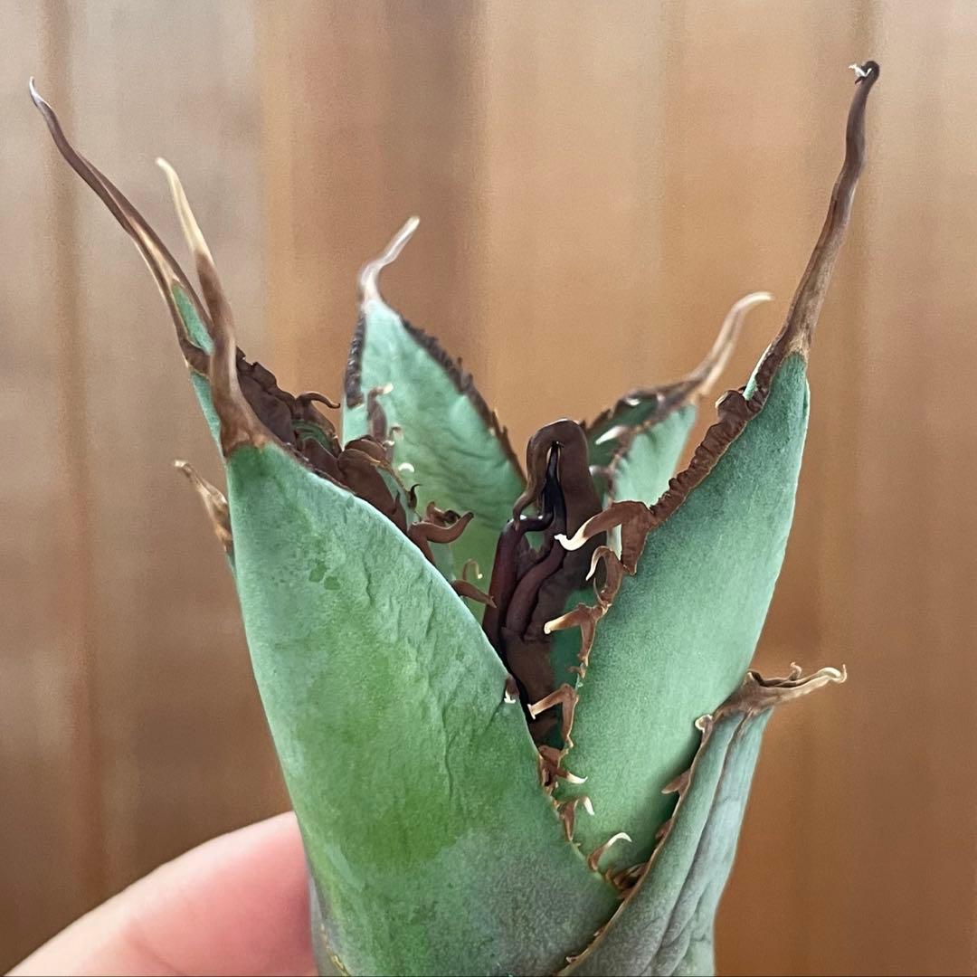 【REZA産】イラン株　選抜　アガベ　TARANTULA 特大　長棘