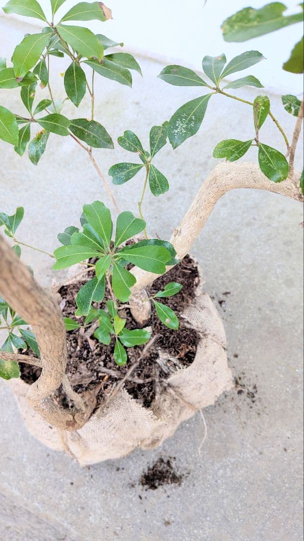 極。山採りアセビ。