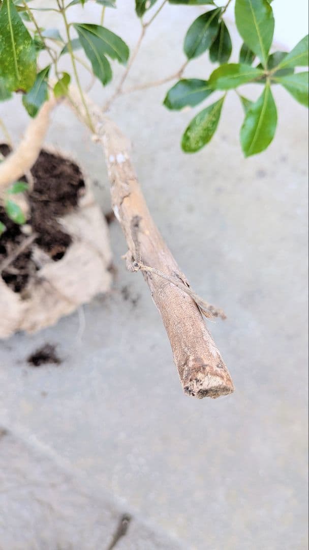 極。山採りアセビ。