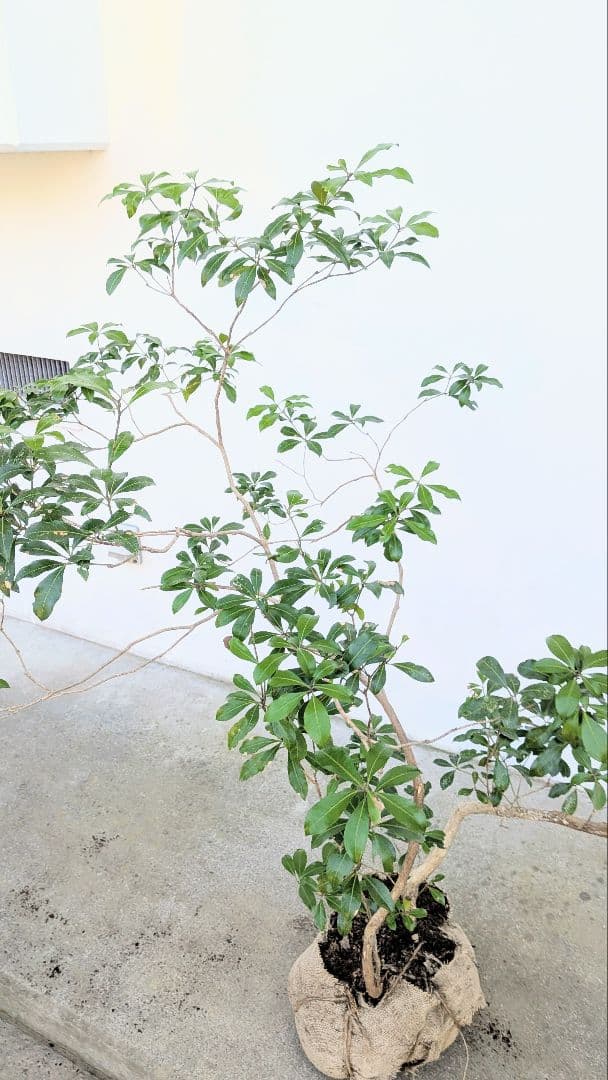 極。山採りアセビ。