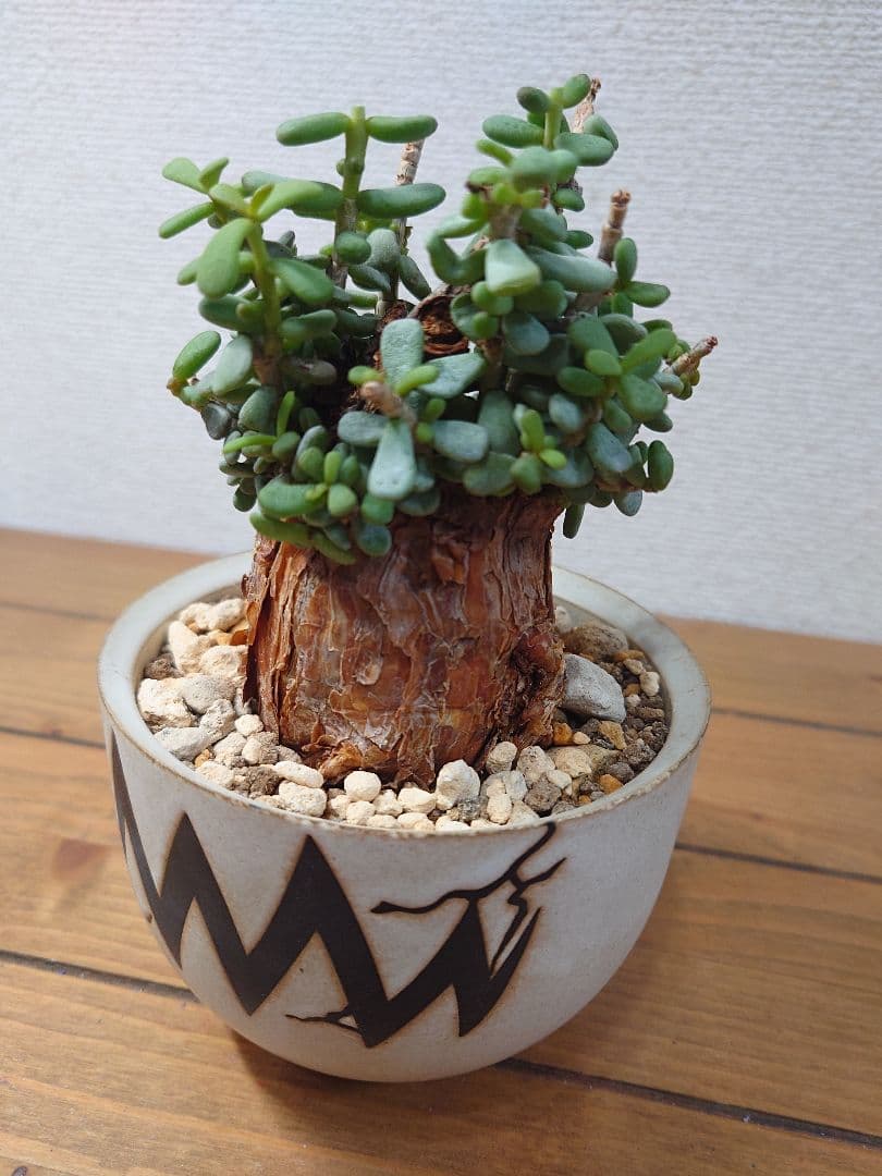 ケラリアピグマエア ベアルート株 VALIEM 鉢