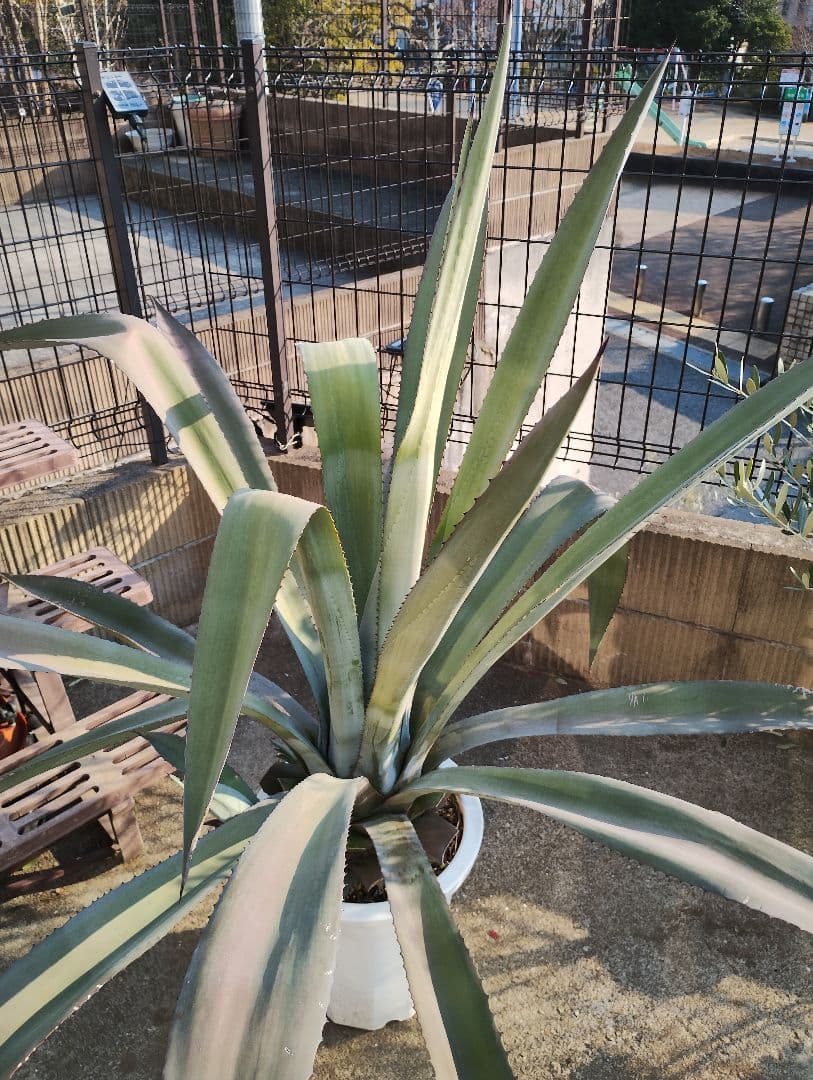大型アガベ 観葉植物