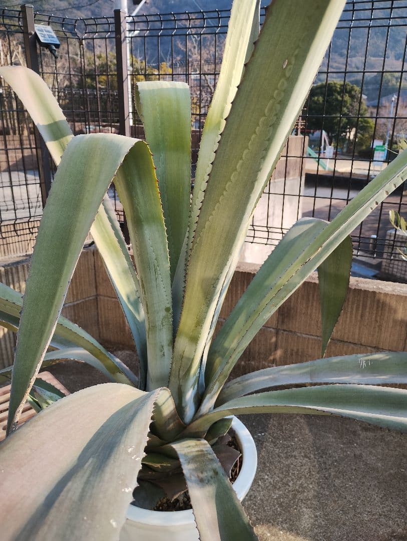 大型アガベ 観葉植物