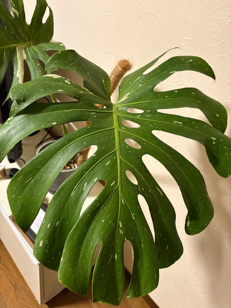 モンステラ・ポトス Monstera Deliciousa Skeleton(Variegated)