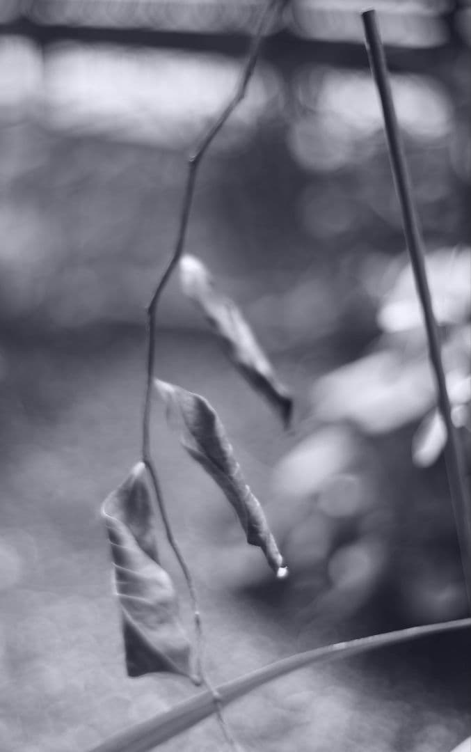 魅惑の滲み　Meyer-Oreston50/1.8 前期ゼブラ