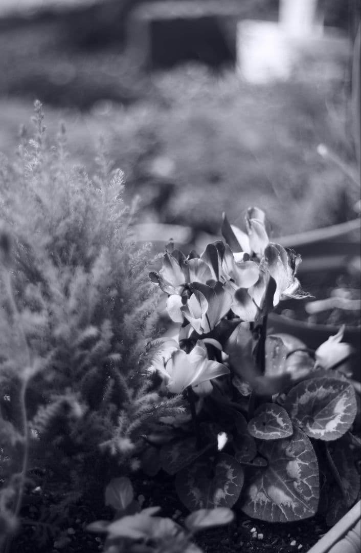 魅惑の滲み　Meyer-Oreston50/1.8 前期ゼブラ