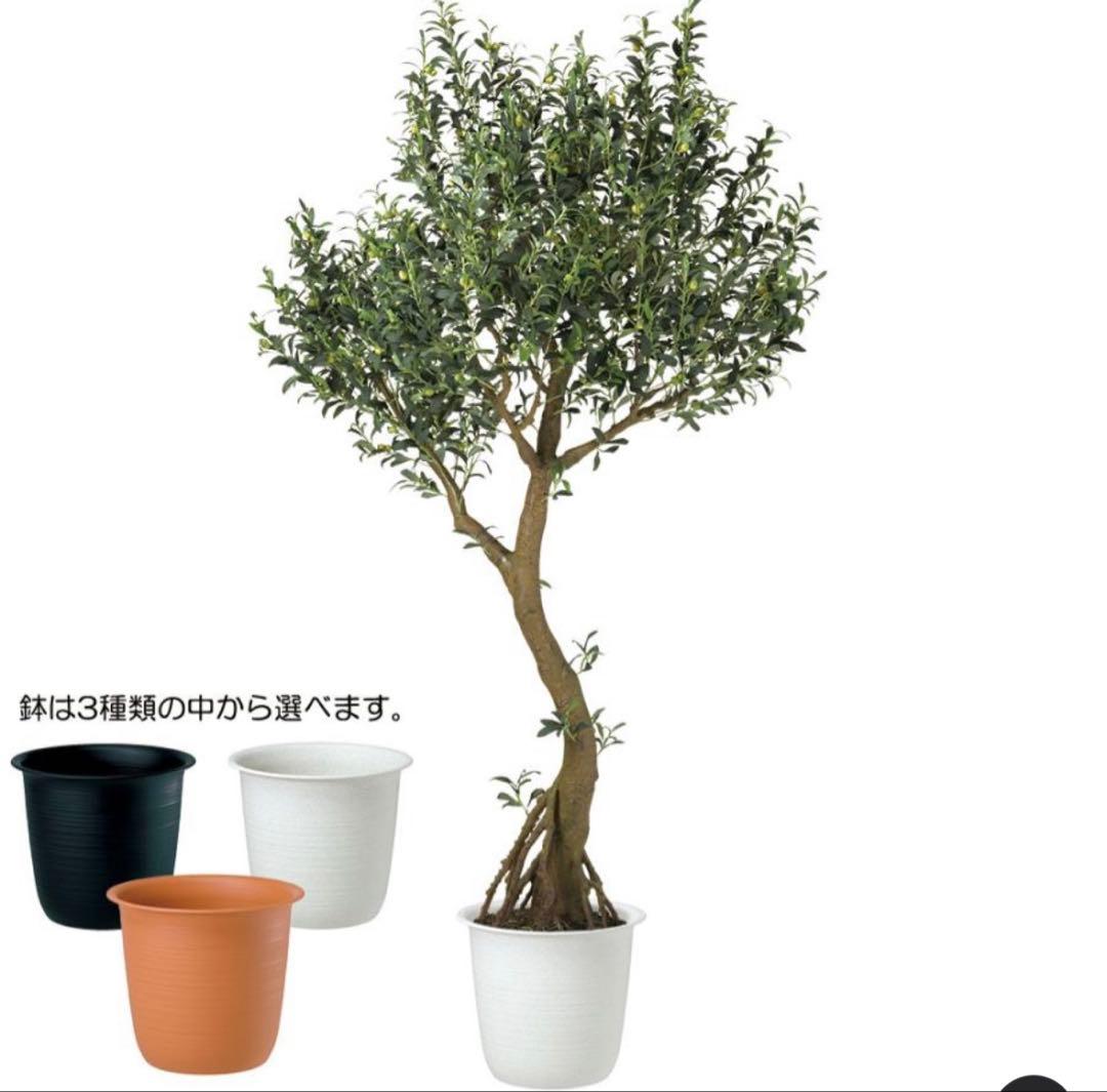 光触媒　人工観葉植物　ウォールグリーン　フェイクグリーン　ブラックオリーブ鉢付き