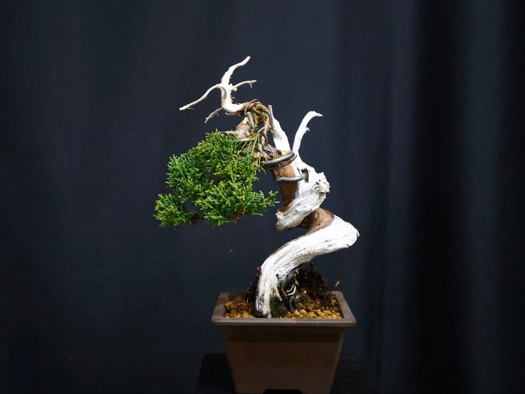 逸品　真柏　板シャリ　小品盆栽　糸魚川真柏　シャリ芸 盆栽 樹高15cm