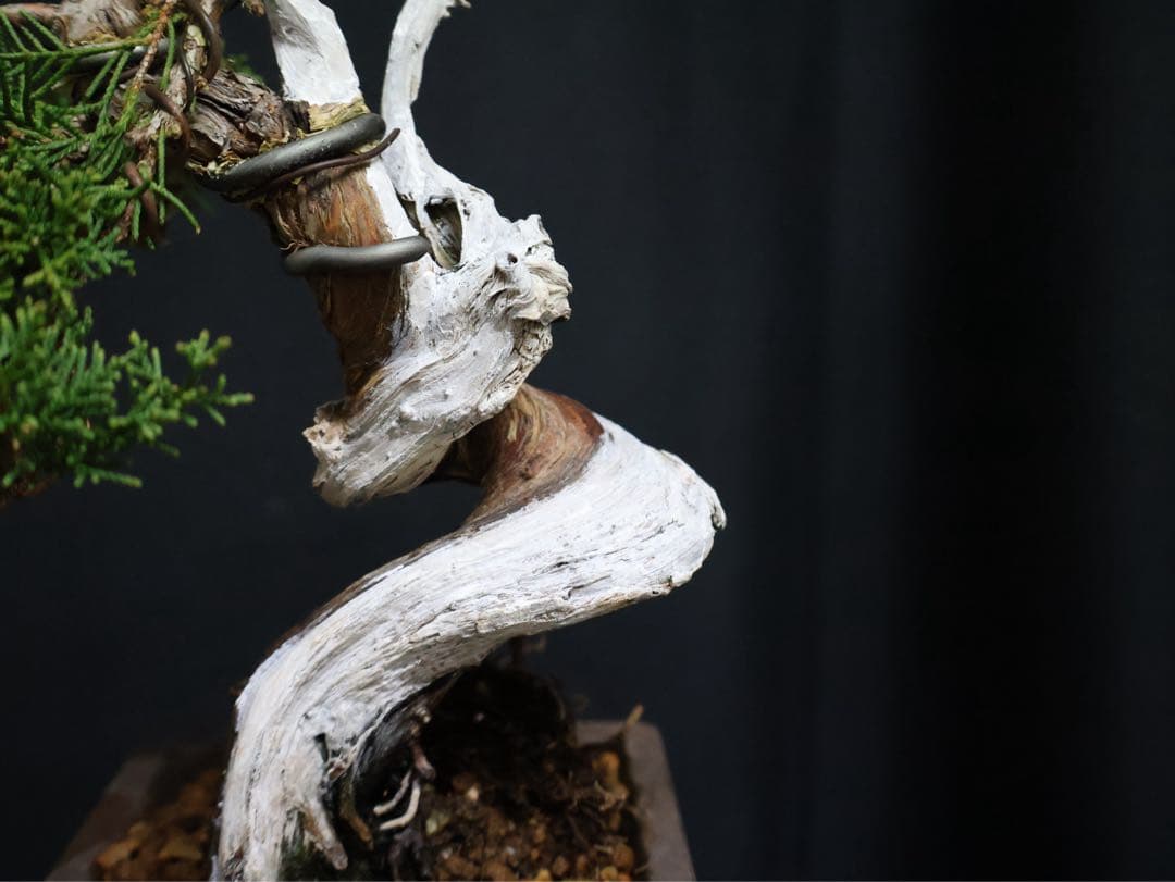 逸品　真柏　板シャリ　小品盆栽　糸魚川真柏　シャリ芸 盆栽 樹高15cm