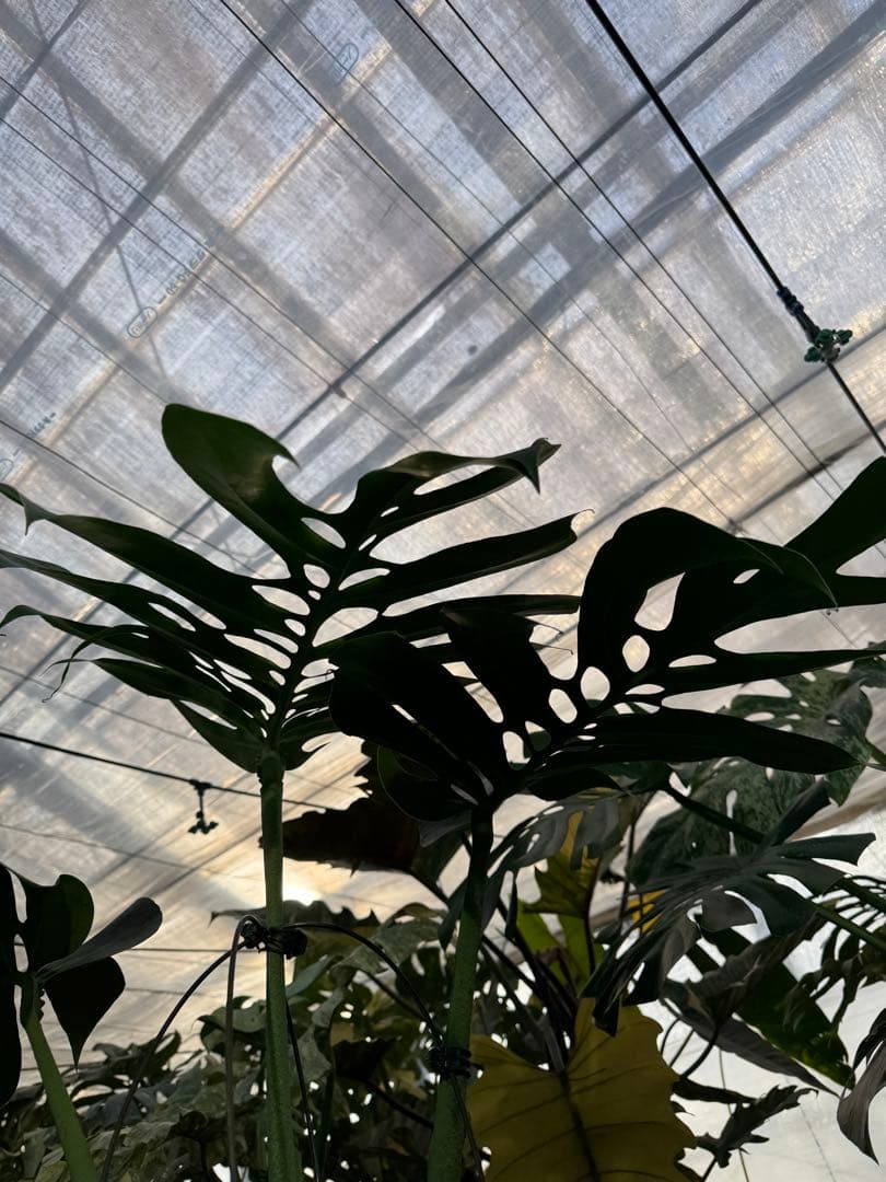 Monstera deliciosa Form 6｜BKK 最優秀賞株と同系統