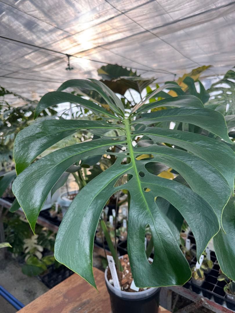 Monstera deliciosa Form 6｜BKK 最優秀賞株と同系統