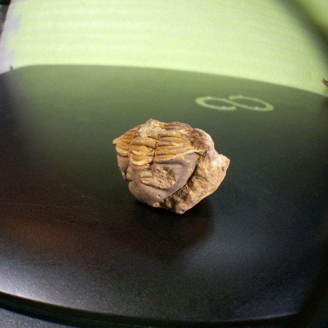 三葉虫　化石　fossil　海　ボリビア産　trilobite　海生動物判別⑤