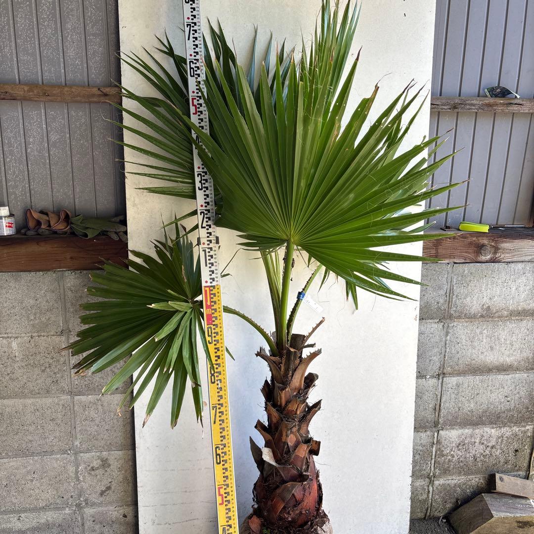 ワシントンヤシ