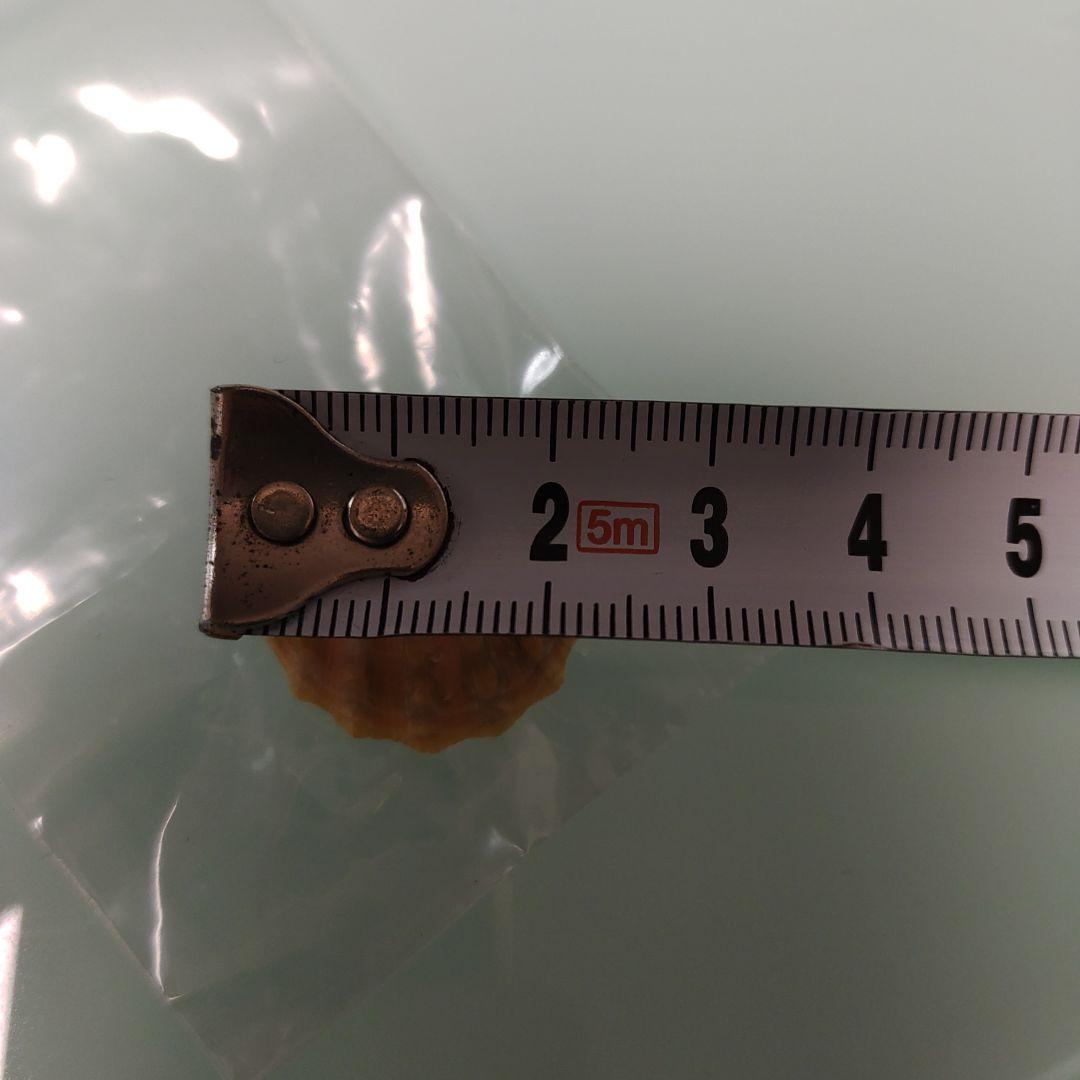 ハワイサンライズシェル 貝殻