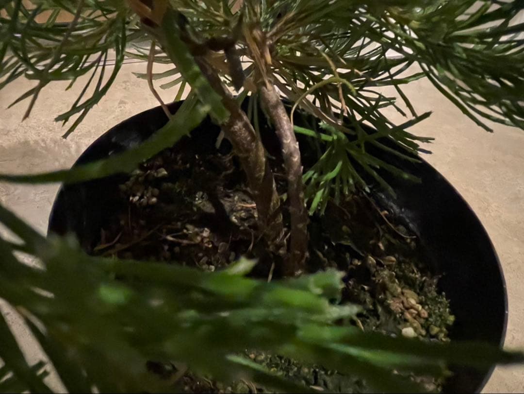 バンクシア　バースデーキャンドル　w約44cm