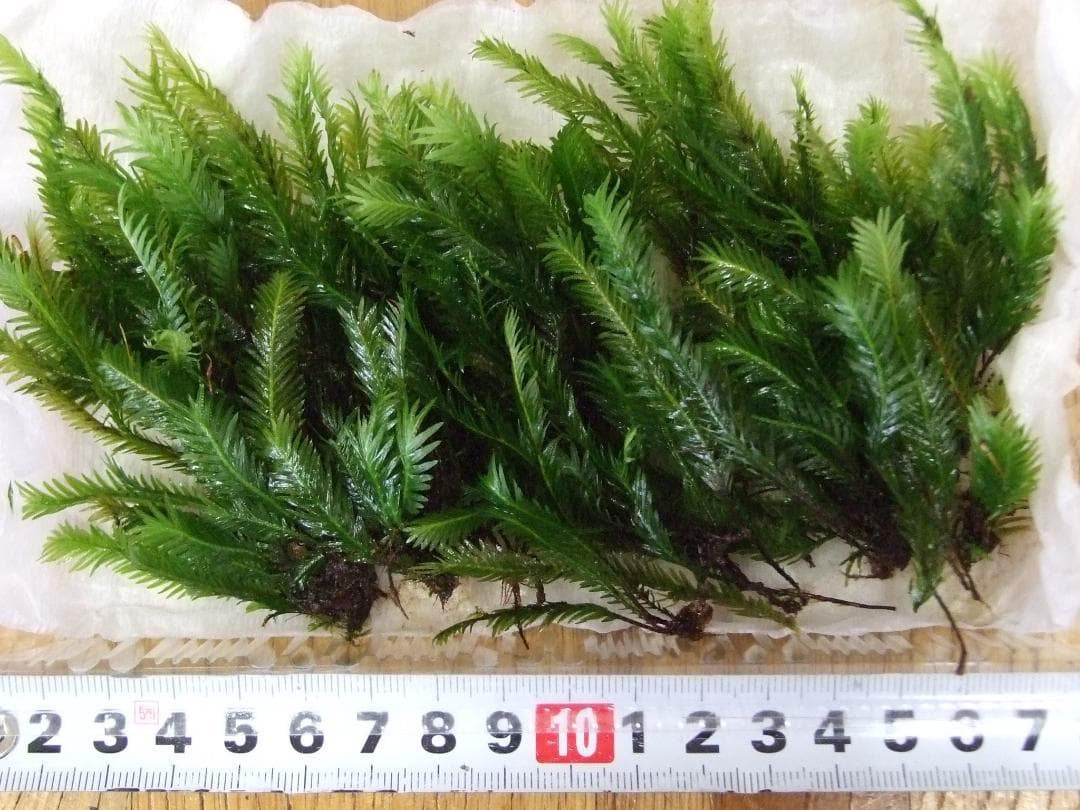 teru3コケ各種7.5パレット他カサゴケ15本2P、ホウオウゴケL 1P