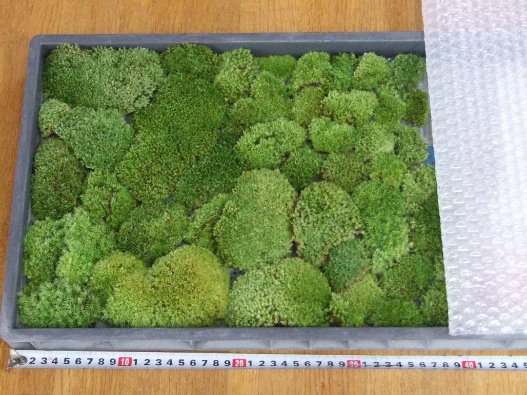 teru3コケ各種7.5パレット他カサゴケ15本2P、ホウオウゴケL 1P