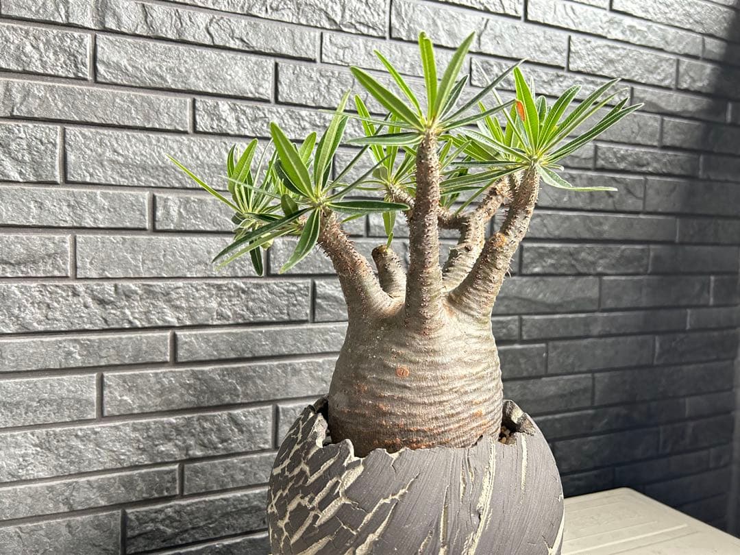 パキポディウム グラキリス【美株】鉢・受皿付き 現地株 現地球